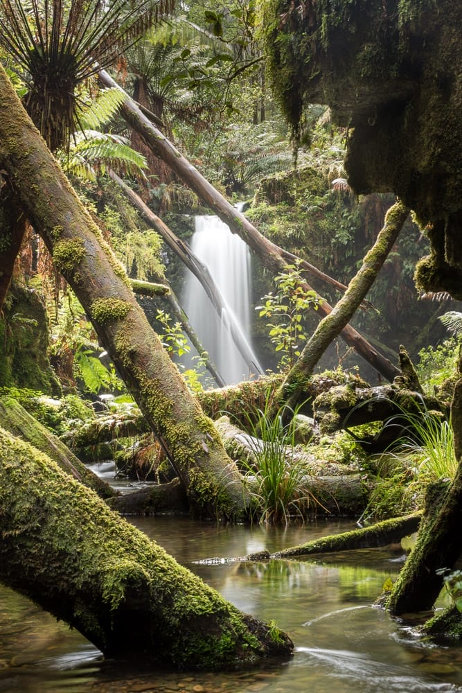 Portrait photo of Marriners Falls behind a number of fallen trees