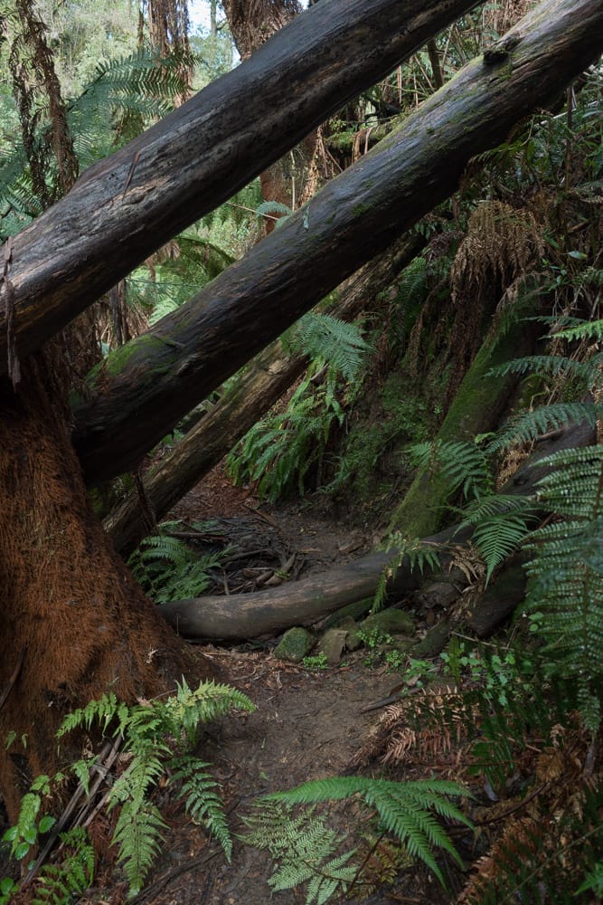 Fallen Trees on track to Marriners Falls