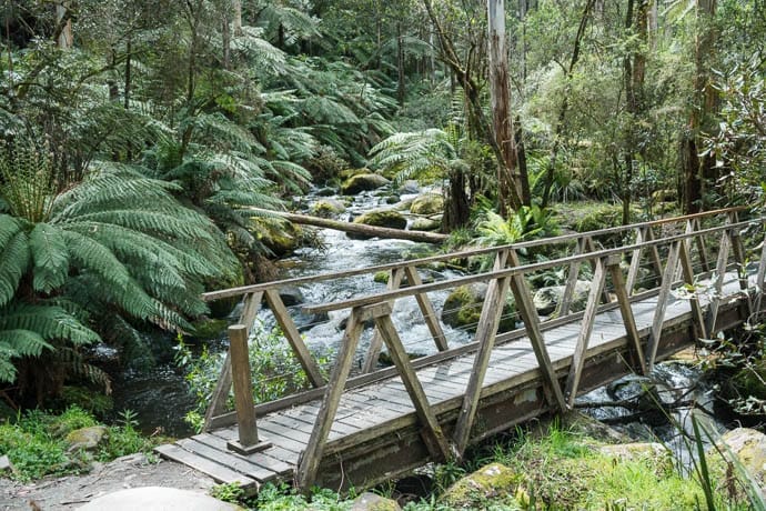 Toorongo River flowing beneath the bridge at the start of the walk