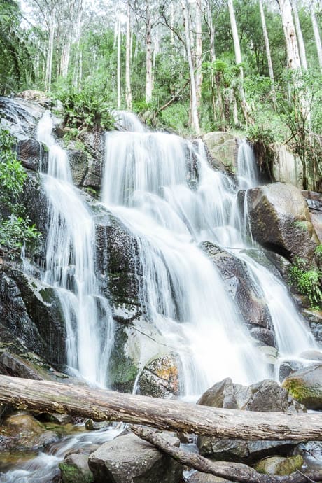 Portrait photo of Toorongo Falls from lookout at bottom of falls