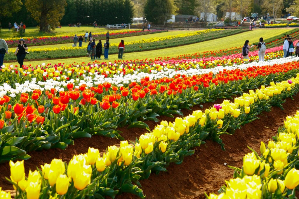 Tesselaar Tulip Farm