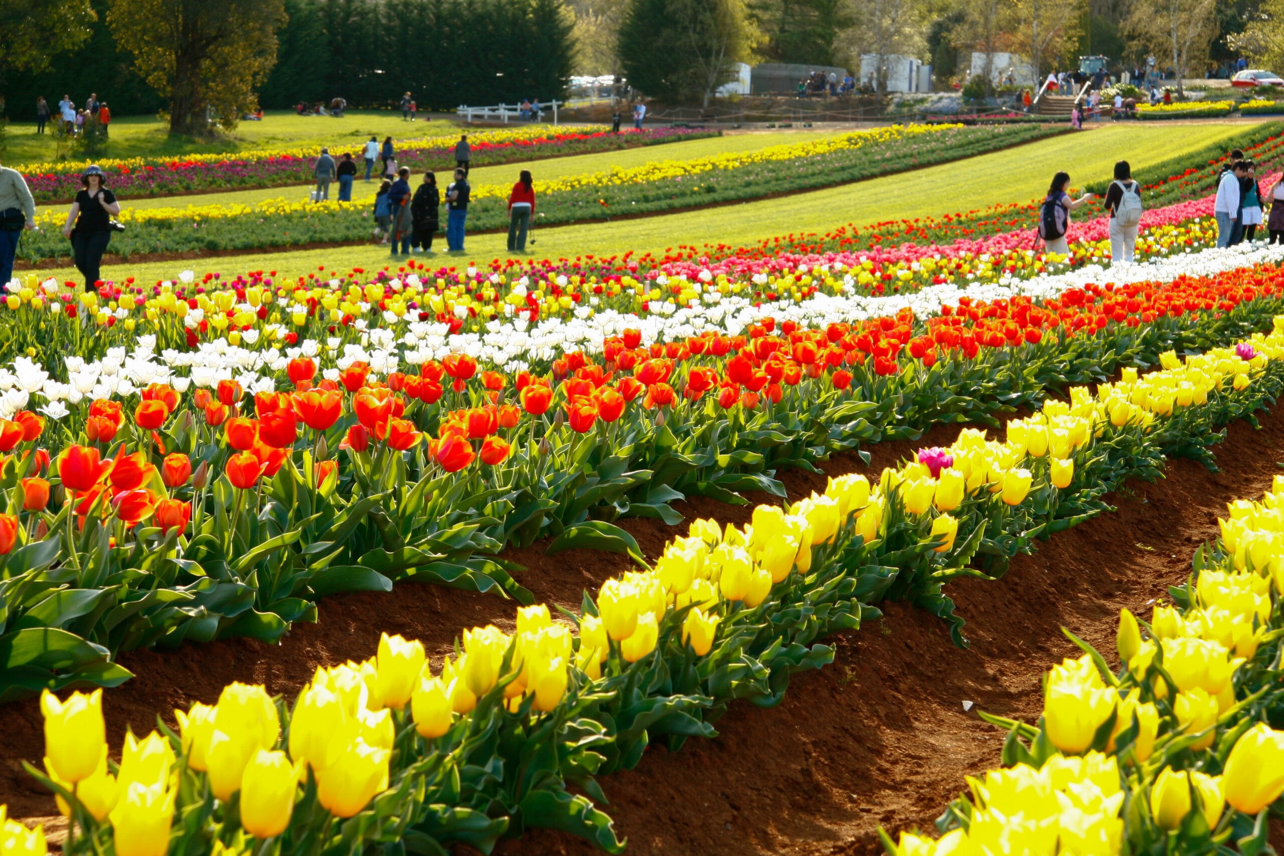 Tesselaar Tulip Farm