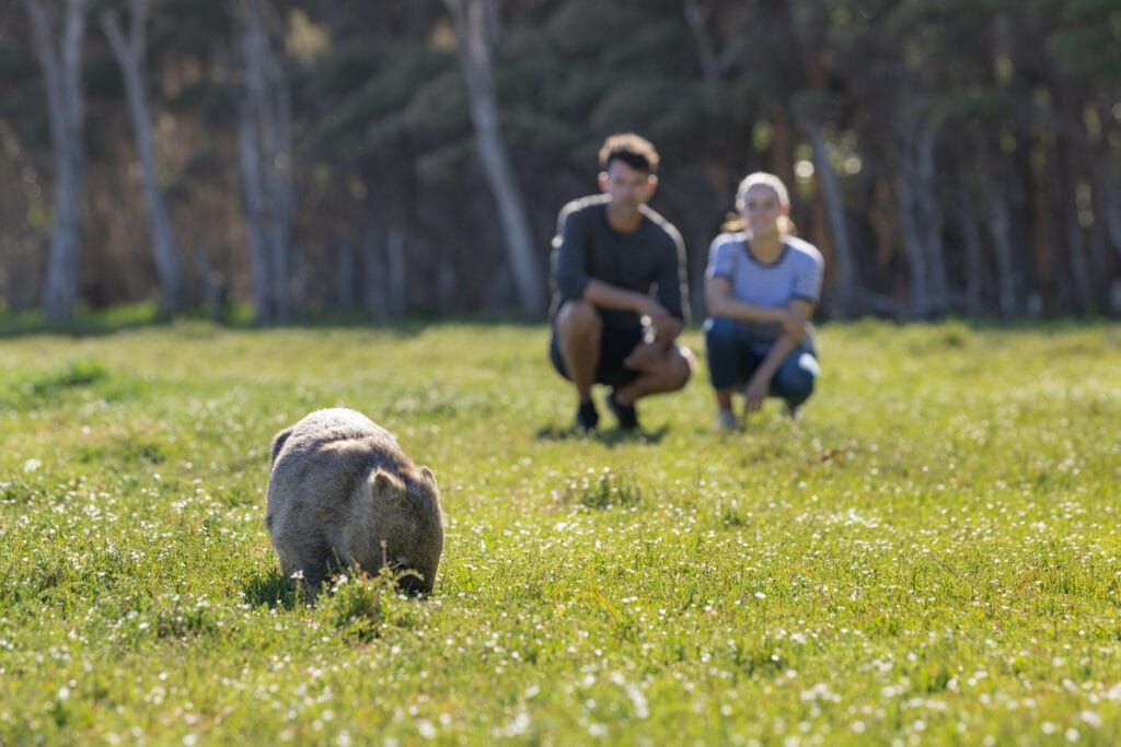 Wombats