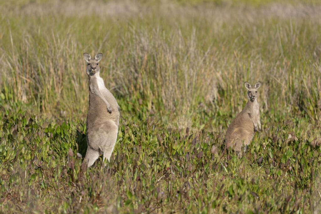 Wilsons Promontory National Park