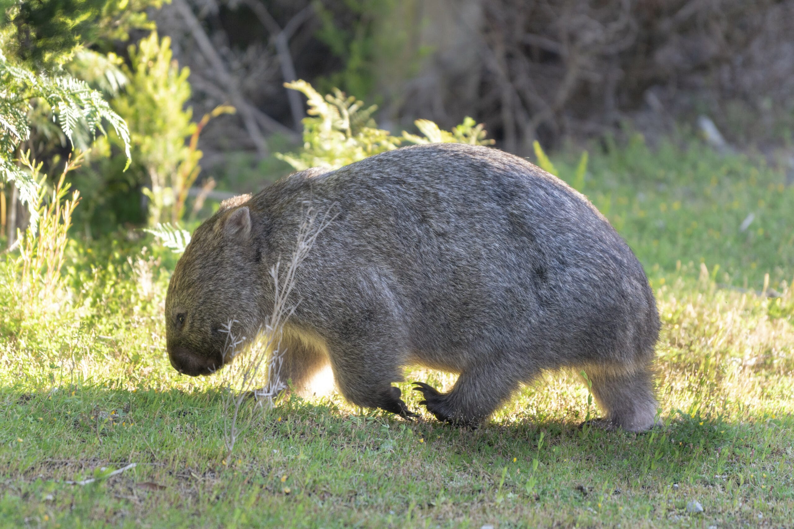 Wombats
