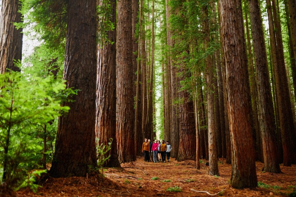 Redwood Forest