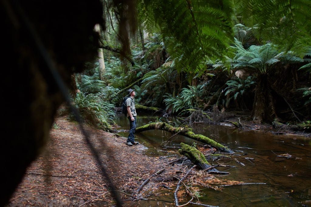 Californian Redwood Forest
