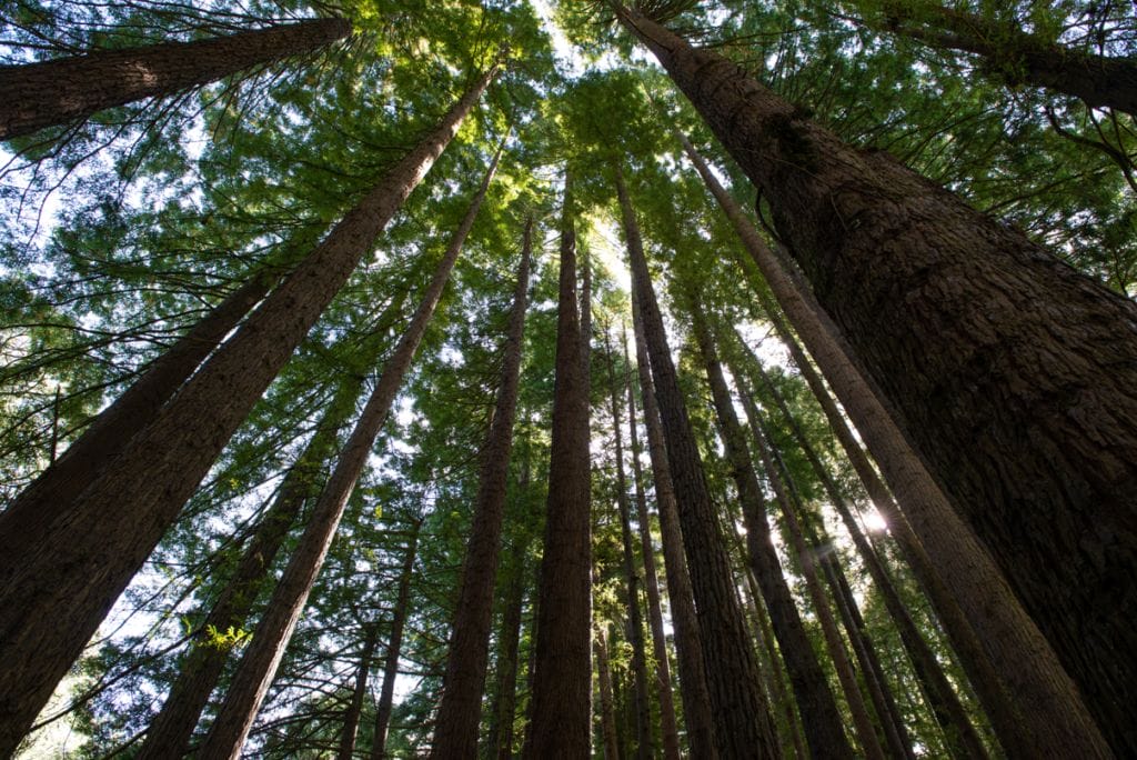 Californian Redwood Forest