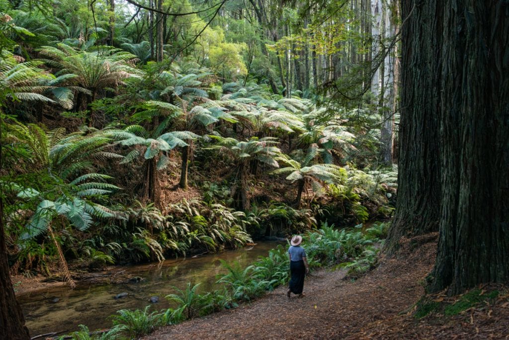Californian Redwood Forest