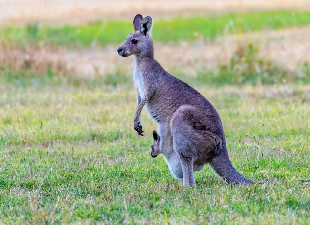 Kangaroo