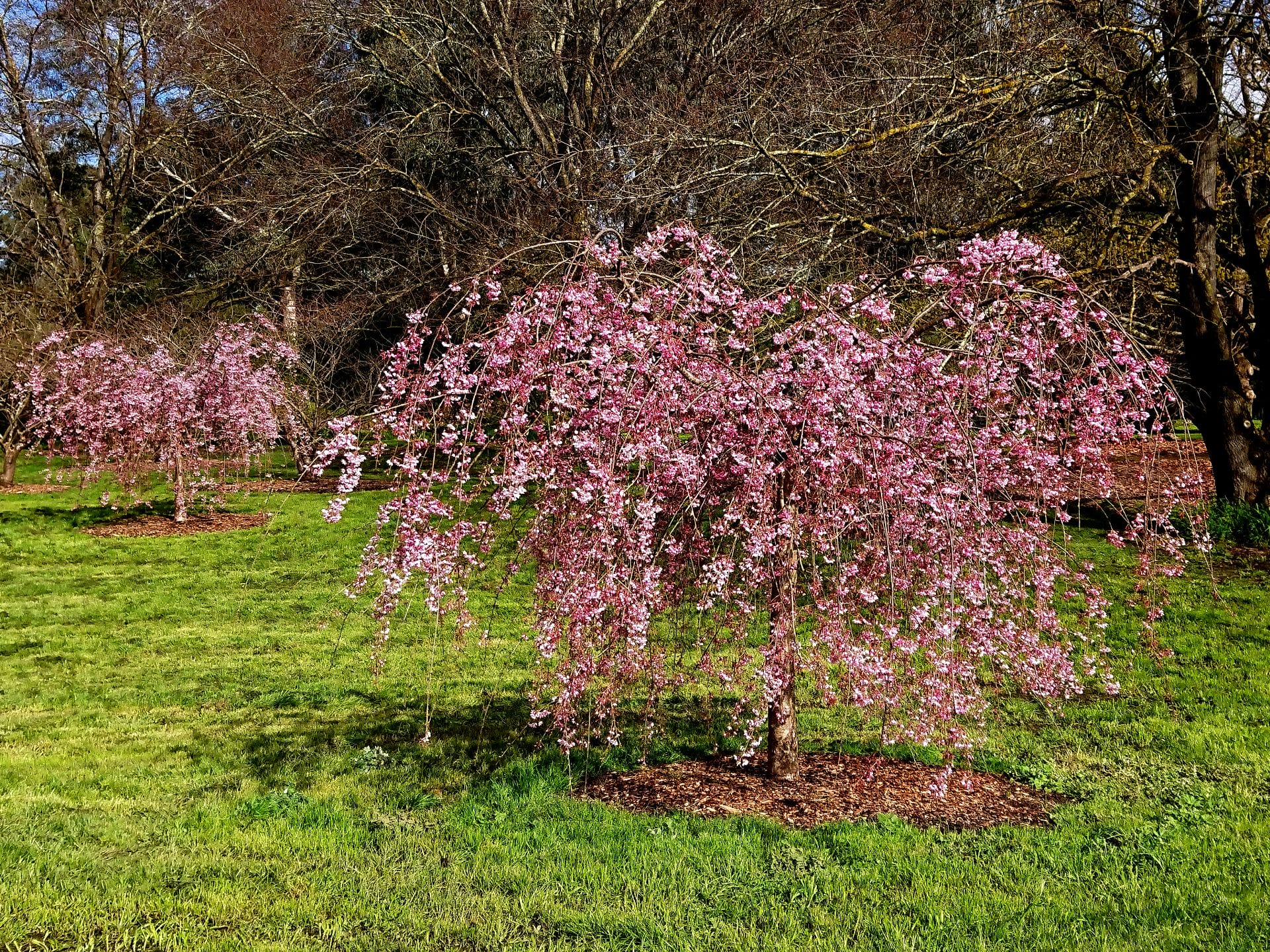 Banksia Park Cherry Grove
