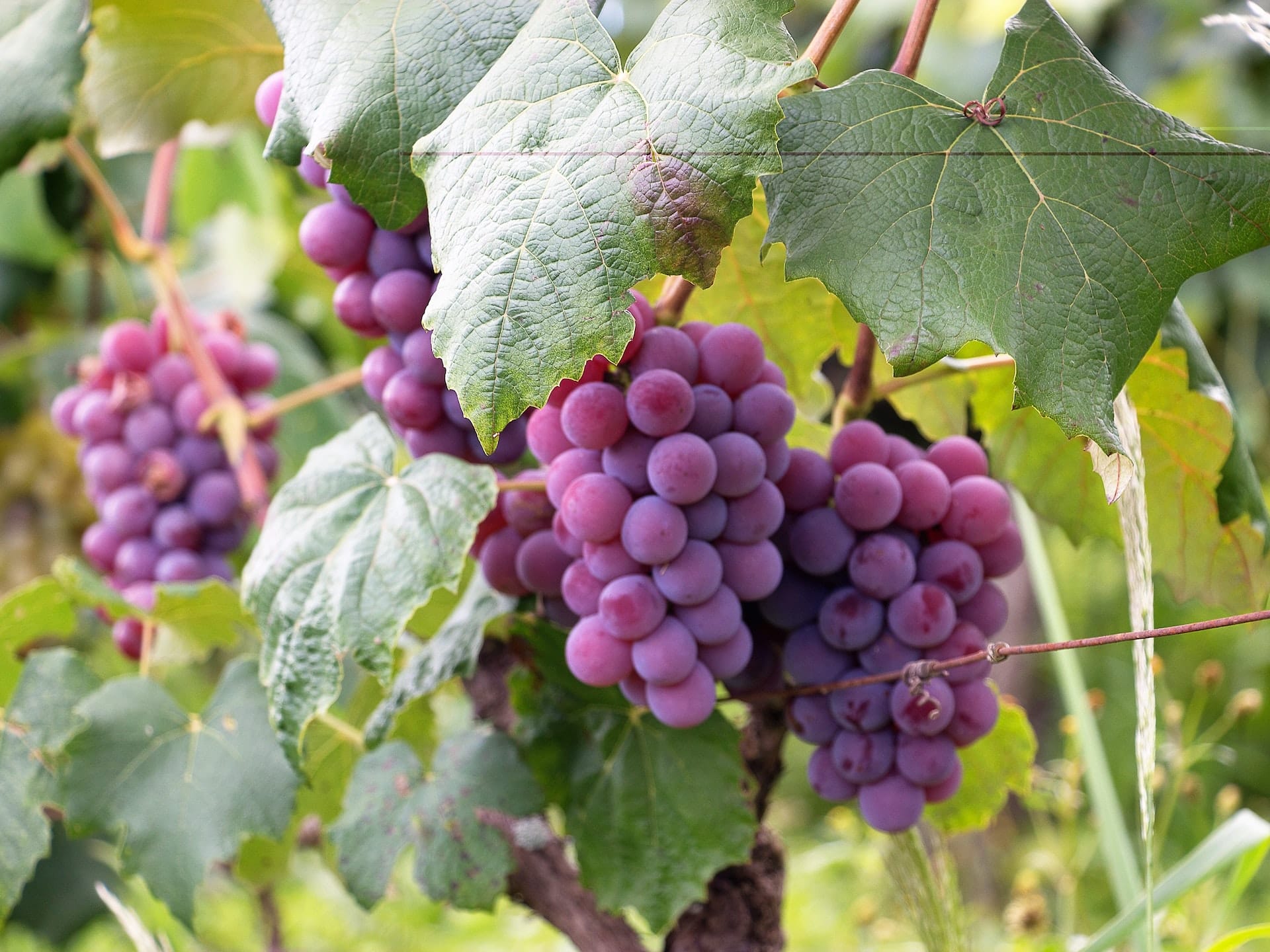 Wineries In Gundagai