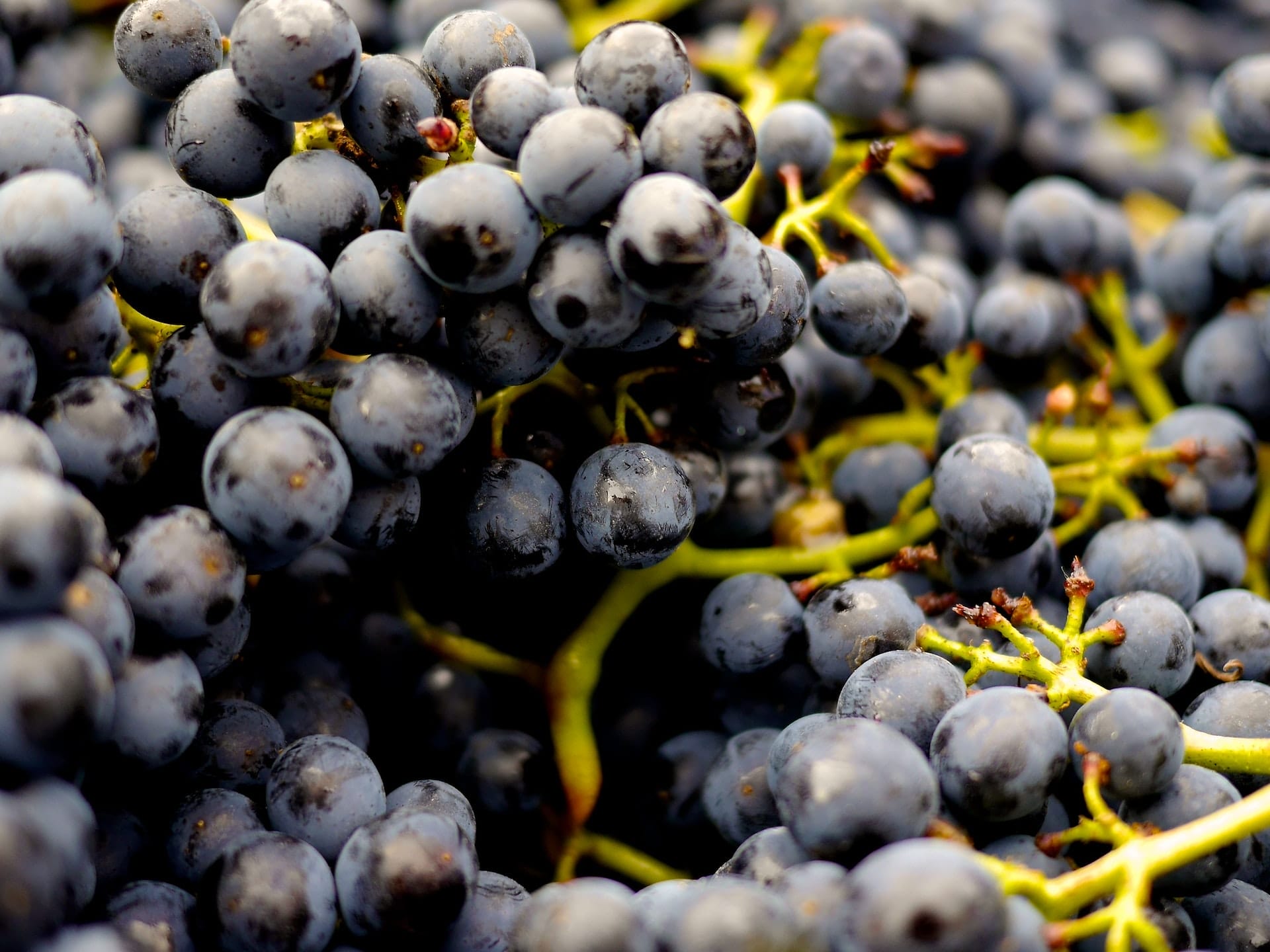 Wineries In Hastings River