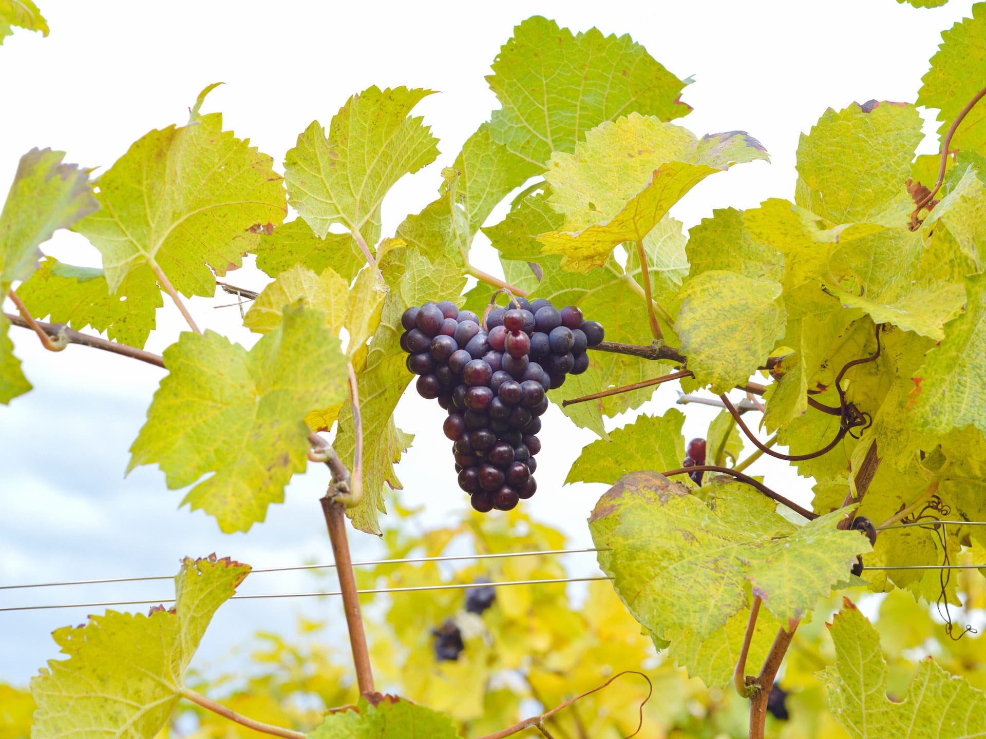 Wineries In Hunter Valley