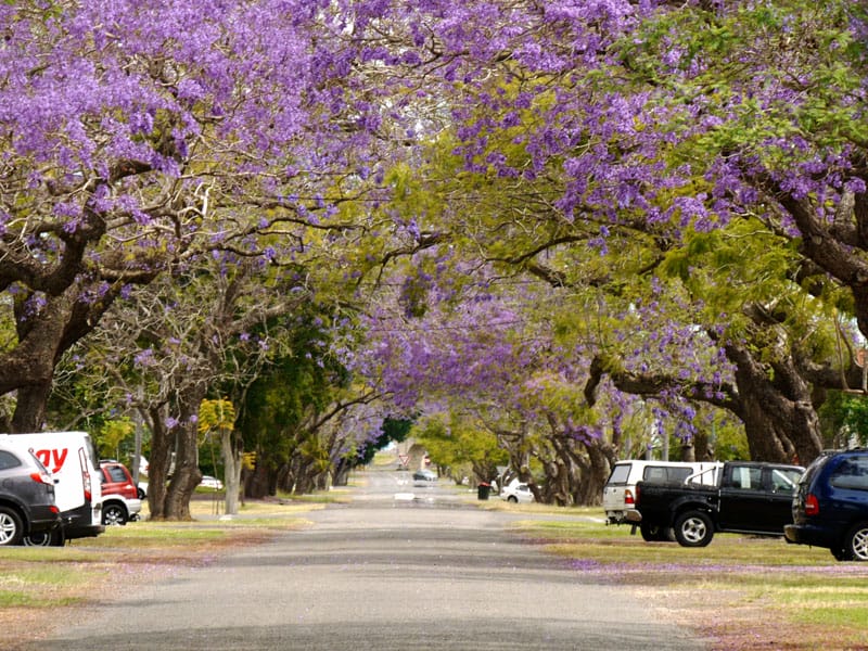 Grafton Jacaranda Festival